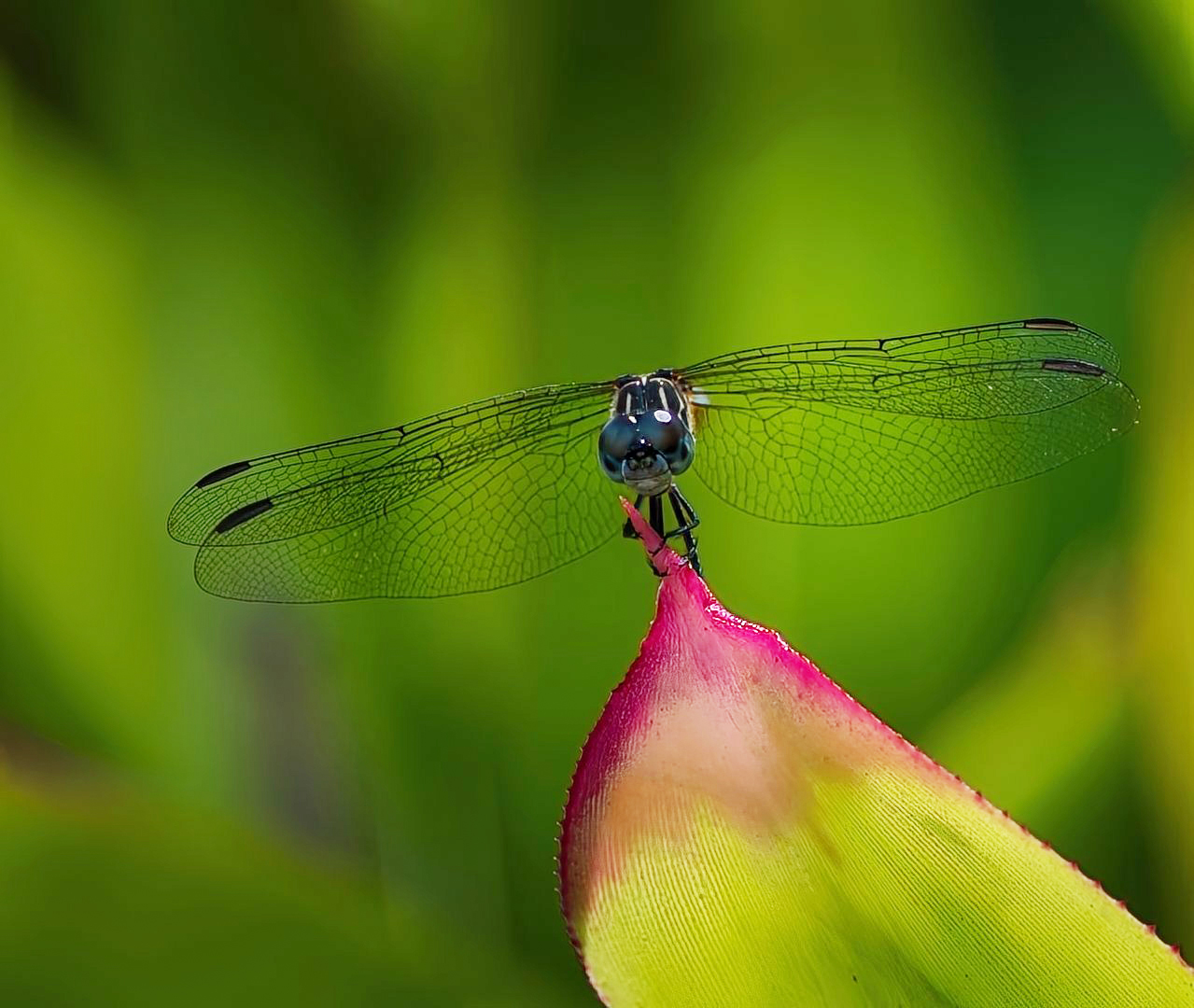 Jewel in the Jumgle by Cindy Post (Group 49)